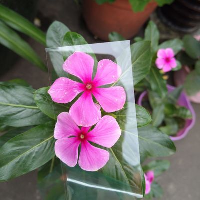 Goede prijs. Duidelijk 1 mm polycarbonaat PC-bord voor optische of drukwerk online